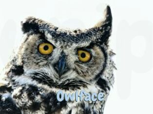 Owlface
